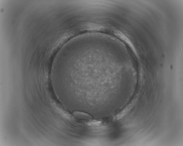 X0000066540257200603171248