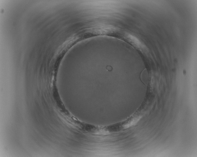 X0000066540258200603171248