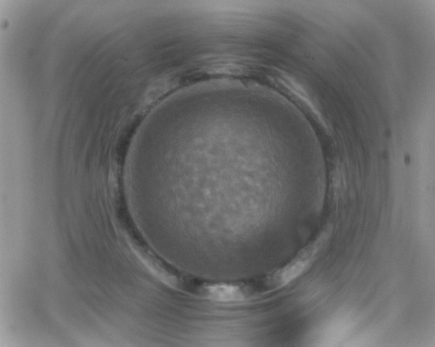 X0000066540265200603171248