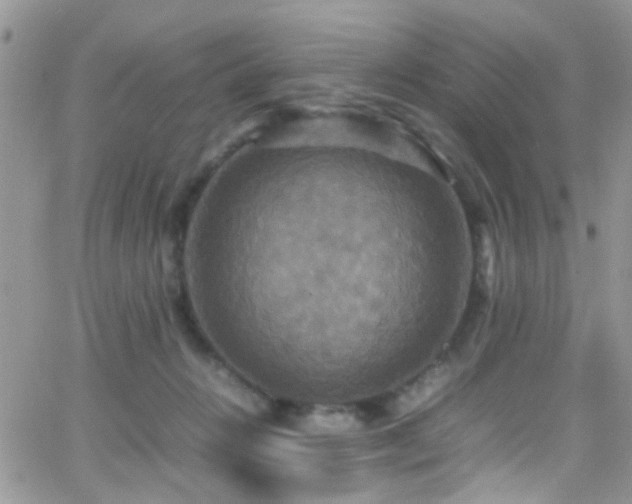 X0000066540270200603171248