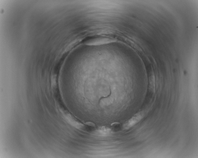 X0000066540278200603171248