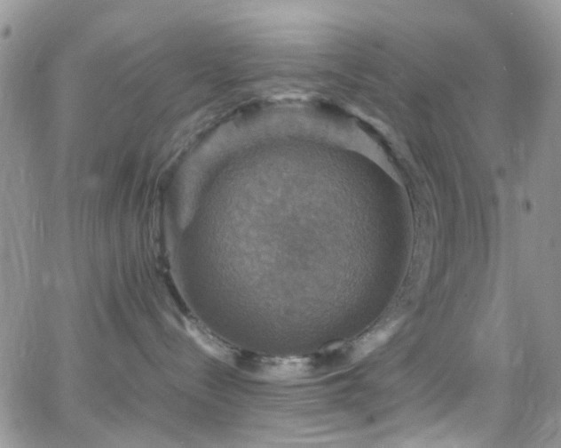 X0000066540288200603171248