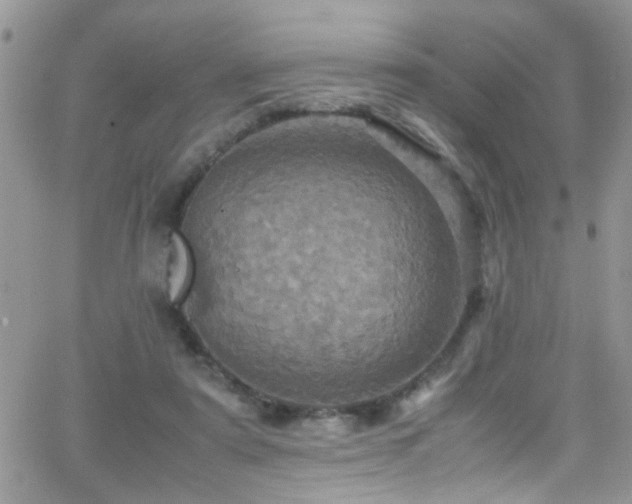 X0000066540307200603171247