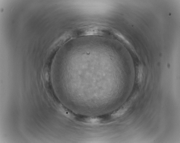 X0000066540313200603171247