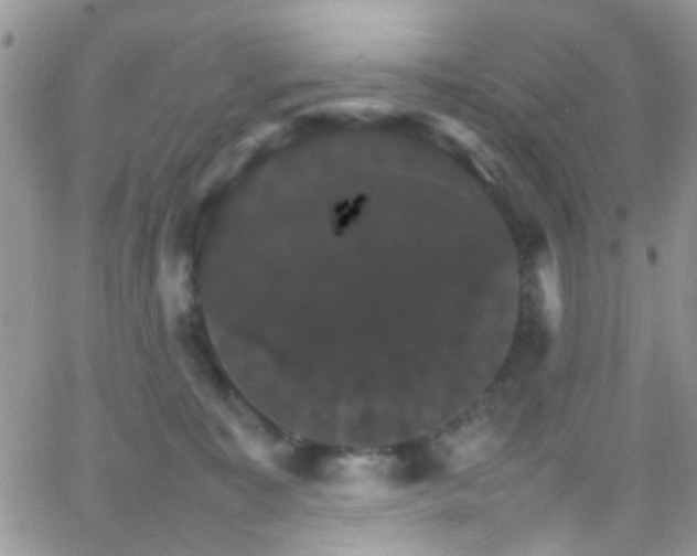 X0000066540323200603171247