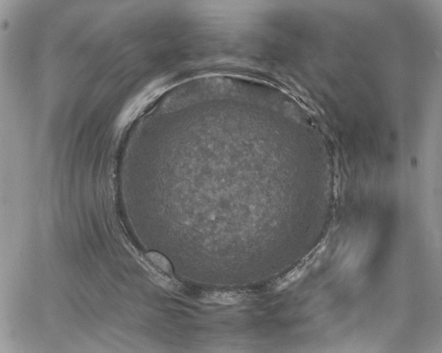 X0000066540341200603171246