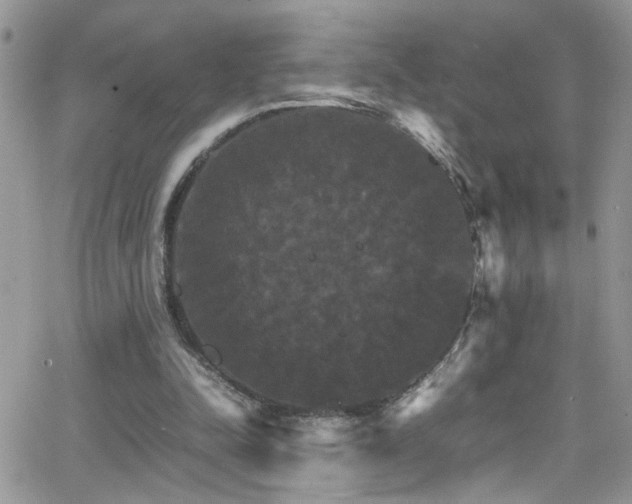 X0000066540342200603171246