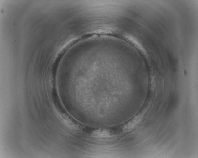 X0000066540354200603171246