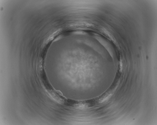 X0000066540356200603171246