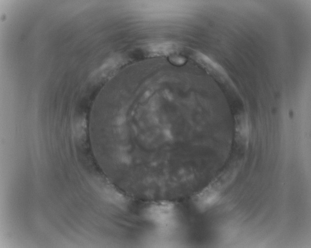 X0000066540369200603171246