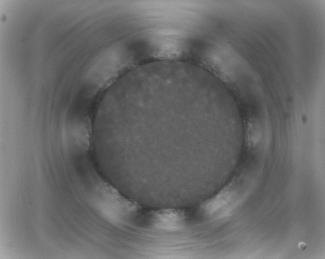 X0000066540370200603171246