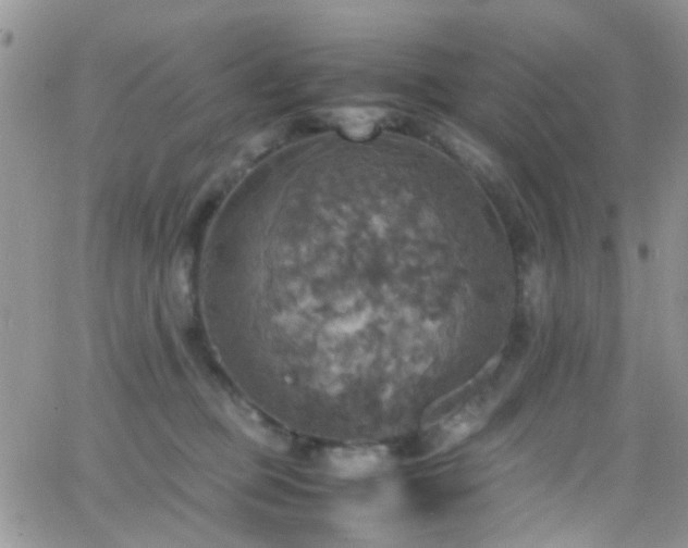 X0000066540373200603171246