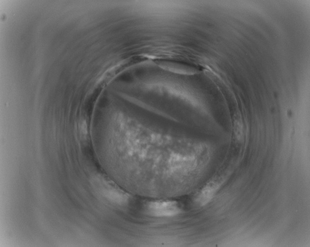 X0000066540375200603171246