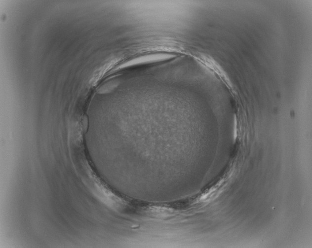 X0000066540393200603171246