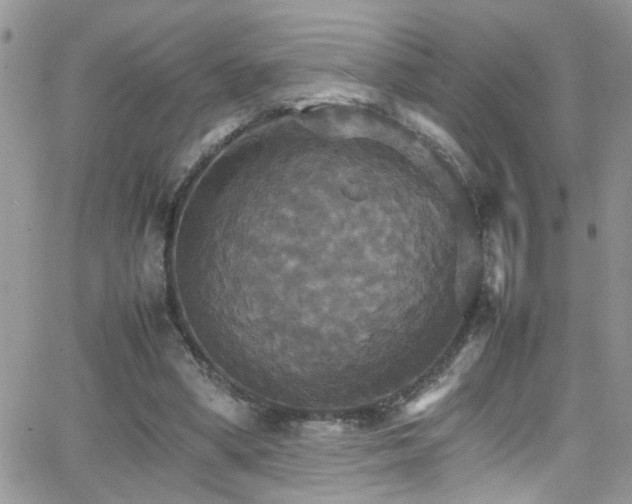 X0000066540394200603171246