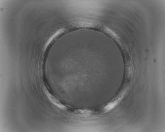 X0000066540395200603171246