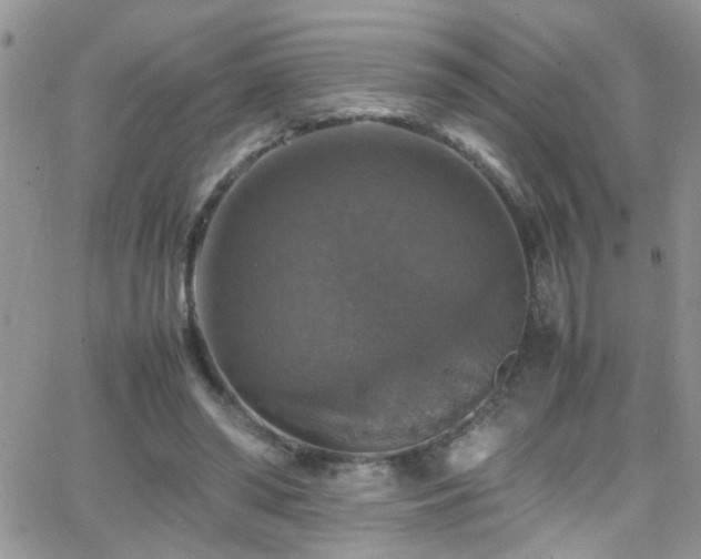 X0000066540398200603171246