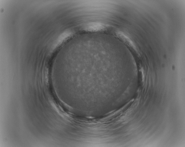 X0000066540400200603171246