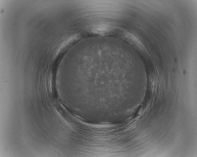 X0000066540404200603171246