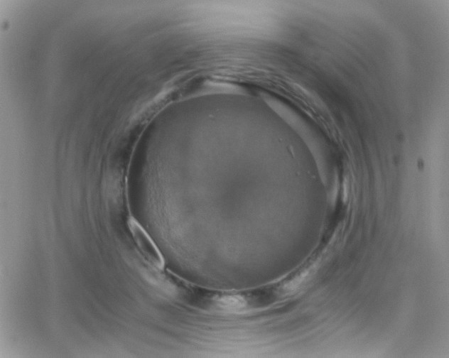 X0000066540409200603171245