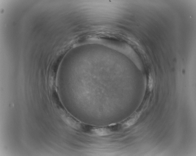 X0000066540417200603171245