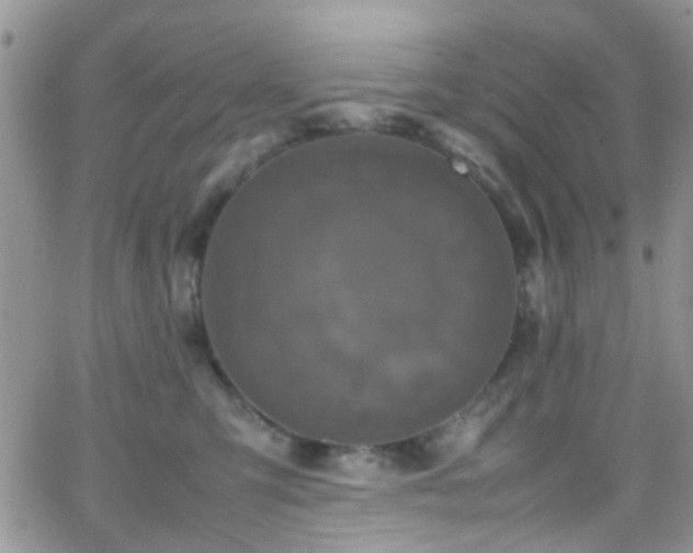 X0000066540423200603171245