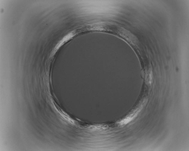 X0000066540434200603171244