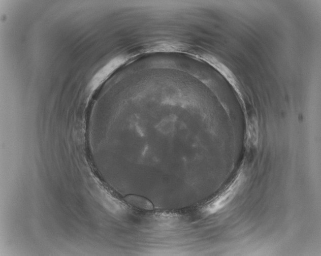 X0000066540437200603171244