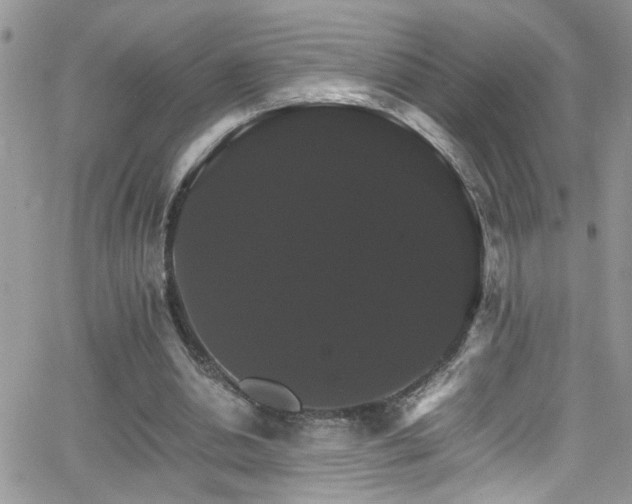 X0000066540438200603171244