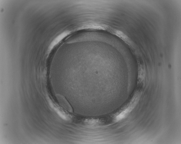 X0000066540440200603171244