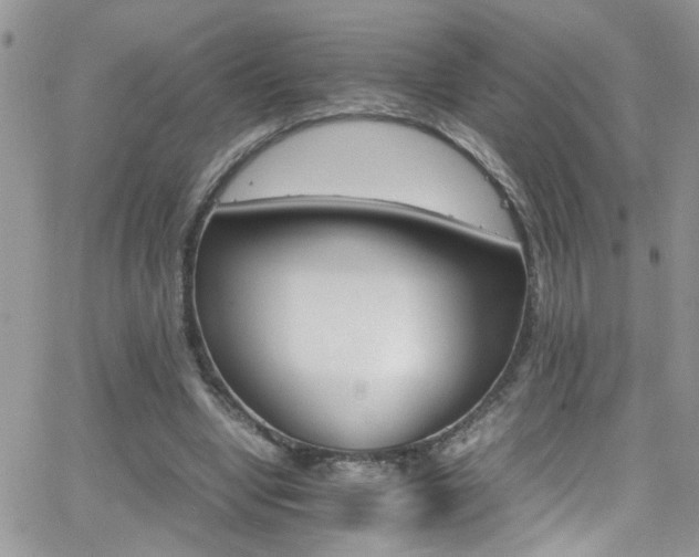 X0000066540442200603171244