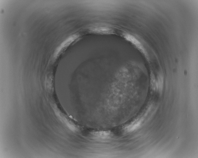 X0000066540449200603171245