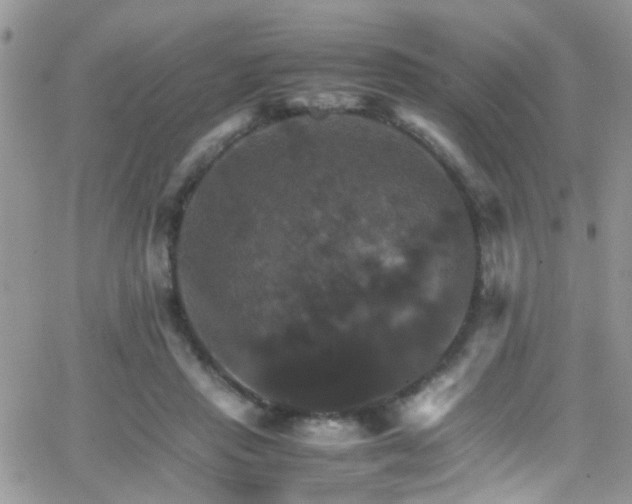 X0000066540453200603171245