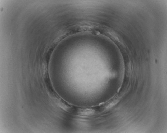 X0000066540463200603171245