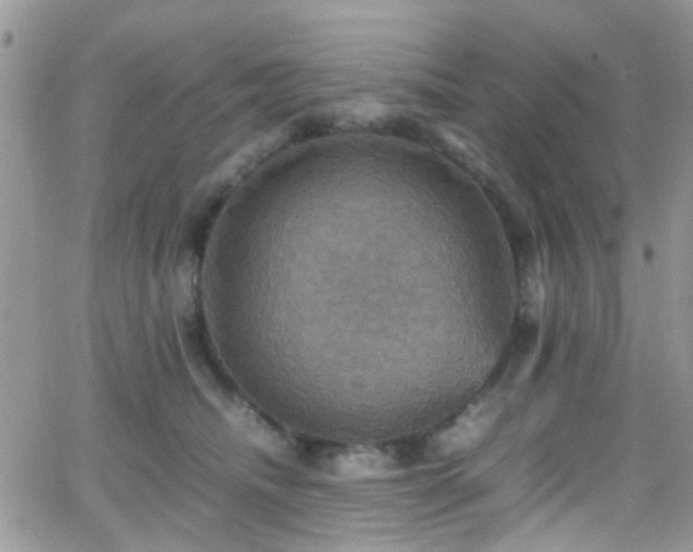 X0000066540468200603171245