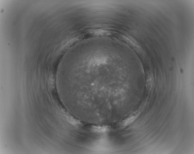 X0000066540469200603171245