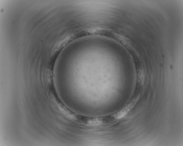 X0000066540470200603171245