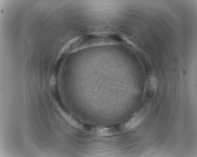 X0000066540472200603171245