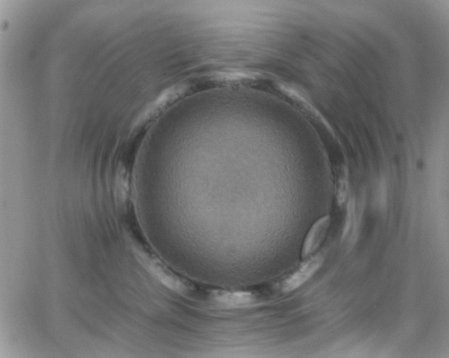 X0000066540476200603171245