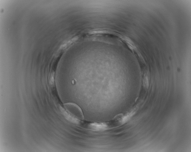 X0000066540477200603171245