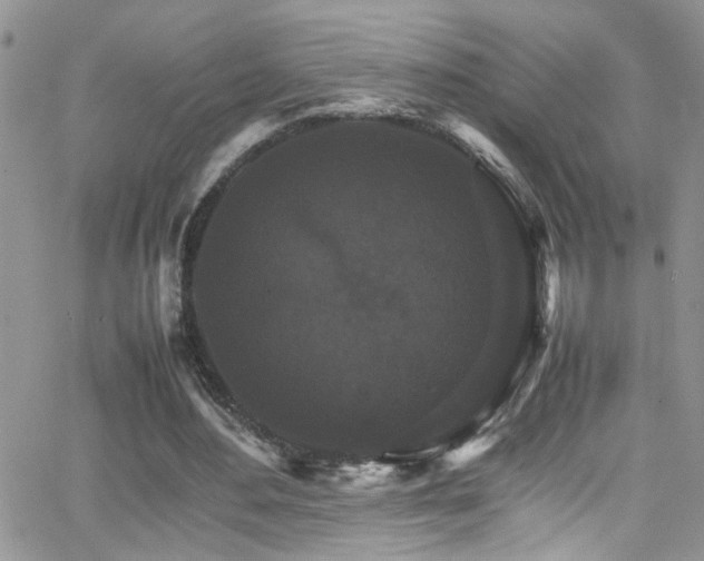 X0000066540484200603171244