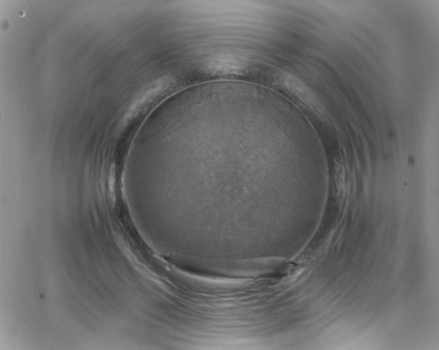 X0000066540494200603171244