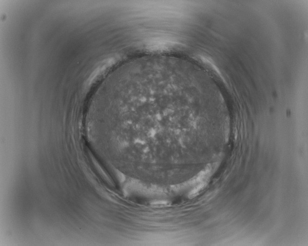 X0000066540495200603171244