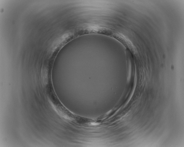 X0000066540496200603171244