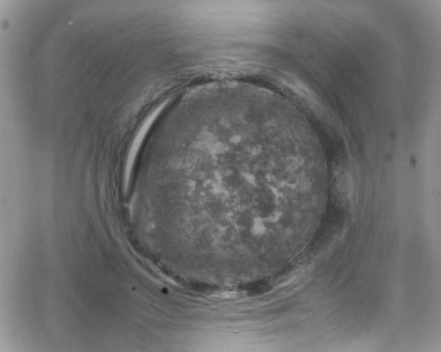 X0000066540499200603171244