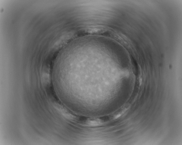 X0000066540510200603171244