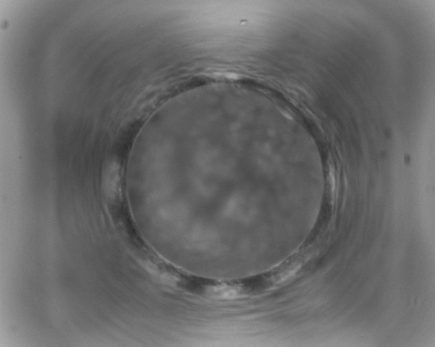 X0000066540511200603171244