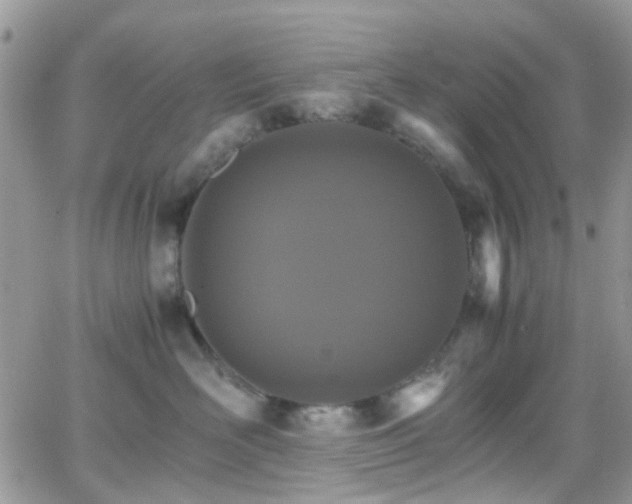 X0000066540526200603171244