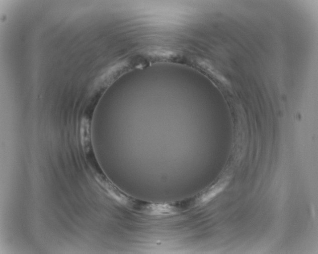 X0000066540528200603171244