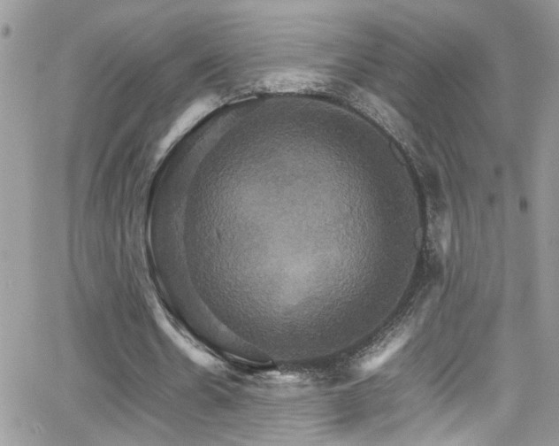 X0000066540530200603171243